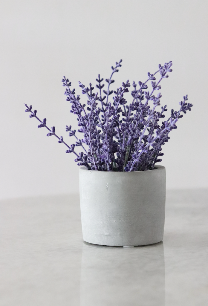 Lavendel